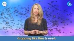 ພາສາອັງກິດ ໃນນຶ່ງນາທີ, “Dropping like flies” ແປວ່າ “ຕົກລົງມາຕາຍເປັນຈຳນວນຫຼວງຫຼາຍຄືແມງວັນ/ຕົກຮອບເປັນຈຳນວນຫຼວງຫຼາຍ”