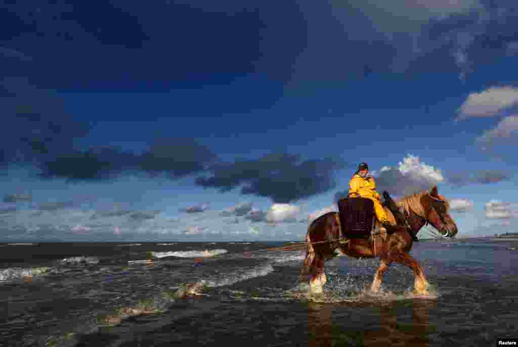 Nele Bekaert, 40, a Belgian shrimps fisherwoman, hauls a net out of the sea to catch shrimps during low tide in the Belgian coastal town of Oostduinkerke.