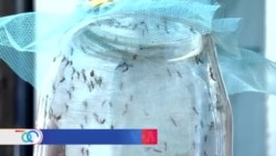 Wolbachia: la alternativa responsable contra los arbovirus