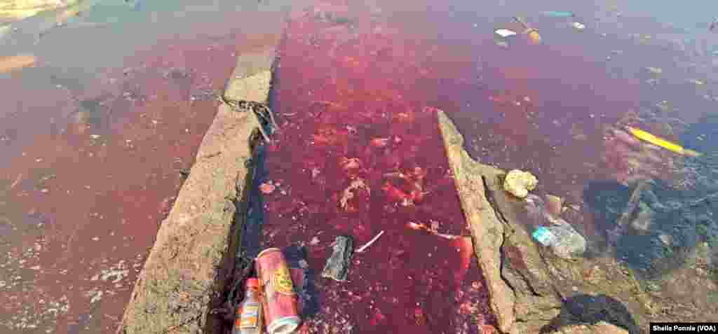 ከእንስሳት እርድ በኋላ ደሙ እና ሌሎች ትርፍራፊ ነገሮች አባይ ወንዝ ላይ ከሌሎች ቆሻሻዎች ጋር ተደባልቆ ይታያል፡፡