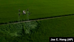 A large drone carrying fertilizer flies over Vo Van Van's rice fields in Long An province in southern Vietnam's Mekong Delta, Tuesday, Jan. 23, 2024. (AP Photo/Jae C. Hong)