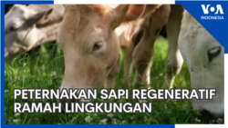 Peternakan Regeneratif untuk Beternak Sapi