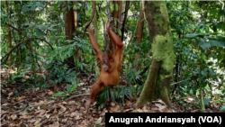 Orangutan Sumatra yang berada di ekowisata Bukit Lawang di Kabupaten Langkat, Sumatra Utara. (Foto: VOA/Anugrah Andriansyah)