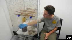 A colony of sabethes cyaneus mosquitoes feed on the blood of Ella Branham, a seasonal vector control technician at the Salt Lake City Mosquito Abatement District, in Salt Lake City, Utah, Aug. 28, 2023.