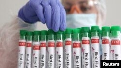 FILE - Test tubes labelled 'Bird Flu", are seen in this picture illustration, Jan. 14, 2023. 