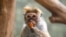 A toque macaque eats fruit in its enclosure at a zoo in Berlin, July 29, 2022.
