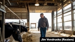 Brent Pollard, seorang peternak sapi perah, memeriksa sapi-sapi perah di kandangnya di Rockford, Illinois, 9 April 2024. (Foto: Jim Vondruska/Reuters)