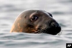 In this file photo, a gray seal swims in Casco Bay, off Portland, Maine, on Sept. 15, 2020. (AP Photo/Robert F. Bukaty, files)
