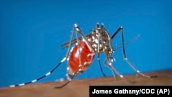 FILE - This undated photo from the Centers for Disease Control and Prevention shows a mosquito acquiring a blood meal from a human. Dengue is spread by the insect, which is expanding its geographic reach because of climate change, experts say. 