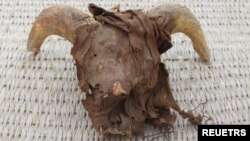 Kepala mumi domba jantan ditemukan selama penggalian di kuil Ramses II di Abydos, Kegubernuran Sohag, Mesir, 25 Maret 2023. (Foto: melalui Reuters)