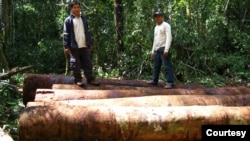 The Amazon, which encompasses the Amazon River basin and an extensive tropical rainforest, the largest in the world, is famous for its unparalleled biodiversity and numerous yet undescribed species. (Courtesy Iván Brehaut)