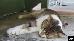 A polydactyl cat at the Hemingway Home & Museum in Key West, Florida, July 17, 2024.
