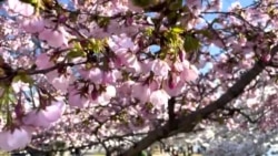 Цветот на јапонските цреши во Вашингтон