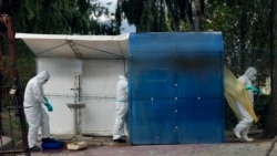 Más de un millar de aves y mamíferos han muerto en Chile en los últimos meses