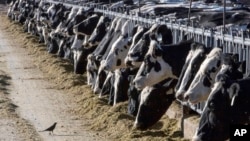 FILE - Dairy cattle feed at a farm near Vado, New Mexico, on March 31, 2017. Another Michigan dairy worker has been diagnosed with bird flu, the third human case associated with an outbreak in U.S. dairy cows, health officials said May 30, 2024. 
