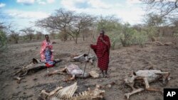 FILE - Saito Ene Ruka, right, who said he has lost 100 cows due to drought, and his neighbor Kesoi Ole Tingoe, left, who said she lost 40 cows, walk past animal carcasses at Ilangeruani village, near Lake Magadi, in Kenya, Nov. 9, 2022.