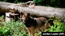 This undated photo provided by Timothy Mousseau in Feb. 2023 shows a dog in the Chernobyl area of Ukraine. 