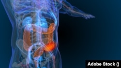 የትልቁ አንጀት ክፍል