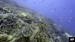 FILE - A sea turtle swims over corals on Moore Reef in Gunggandji Sea Country off the coast of Queensland in eastern Australia, Nov. 13, 2022. 