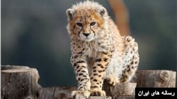 پیروز توله باقی مانده از یوز ایران پس از چند هفته درگیری با بیماری کلیوی تلف شد.