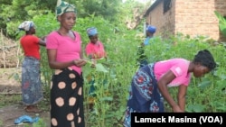 Women in rural Malawi pick vegetables in Chikwawa district. Statistics show that more than 20% of Malawi's 19.6 million people live in extreme poverty. 