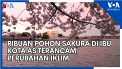 Ribuan Pohon Sakura di Ibu Kota AS Terancam Perubahan Iklim