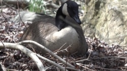 Nature | Canadian Geese