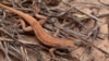 New endangered listing for rare lizard could slow US oil and gas drilling