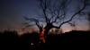 FILE — A charred tree on fire is seen at dusk as a wildfire burns in central Greece, July 27, 2023. 