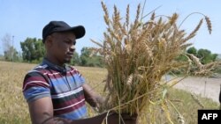 A worker from the Senegalese Agricultural Research Institute looks at wheat in a field in Sangalkam, Senegal, April 7, 2023.