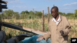 James Tshuma, a small scale farmer, shows some of his vegetables he planted in a small garden at his home, in Mangwe district in Zimbabwe, March 22, 2024.