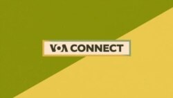 Flavors and Pollinators 