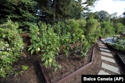FILE - This path in the White House Kitchen Garden is lined with mulch, Washington, D.C., October 5, 2016. (AP/Manuel Balce Ceneta)