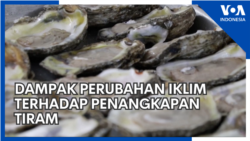 Dampak Perubahan Iklim terhadap Penangkapan Tiram
