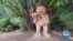 Giant Wooden Trolls Enchant the Pacific Northwest 