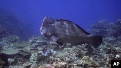 FILE - A bumphead parrotfish swims above corals on Moore Reef in Gunggandji Sea Country off the coast of Queensland in eastern Australia on Nov. 13, 2022. 