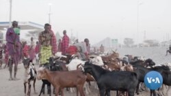 Kenyan Herders Resist Moves to Disarm Amid Crackdown on Bandits 