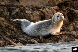 A young harbor seal rests on a small island in Casco Bay, off Portland, Maine, in this Sept. 16, 2020 file photo. (AP Photo/Robert F. Bukaty, files)