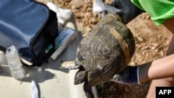 A volunteer applies antiseptic cream on a turtle's injured leg, in Kalyvia Thorikou, Greece, Sept. 29, 2023. 