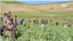 Taliban forces work to destroy a poppy field in Badakhshan province, Afghanistan, in May 2024.