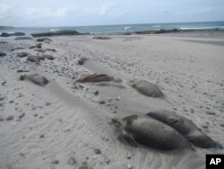 FILE - Dead elephant seals line the beach at Punta Delgada, Chubut, Argentina, on Oct. 10, 2023. (Ralph Vanstreels/UC Davis via AP)