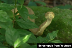 درخت کے پتوں میں چھپا ہوا سنہری سانپ پرندے پر حملہ کرنے کی تاک میں ۔