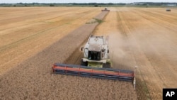FILE - Harvesters collect wheat Zghurivka, Ukraine, on Aug. 9, 2022. 