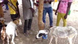 Au Burkina, la filière bétail en danger dans la Boucle du Mouhoun