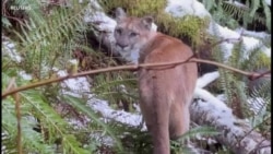 California constructing largest bridge for wildlife in the world