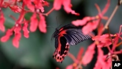 FILE - A papilio rumanzovia butterfly flies through flowers at the greenhouse of the Museo delle Scienze (MUSE), a science museum in Trento, Italy, May 6, 2024. 
