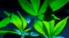 US reveals proposal to loosen restrictions on marijuana