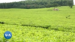 Un clan kényan demande à Charles III des compensations pour la perte de terres 