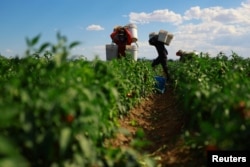 Workers harvest chilies in a field near the Las Lajas dam affected by the severe drought, in Buenaventura, Chihuahua state, Mexico, Aug. 23, 2024.