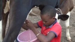 Baganmara bɛ jɔyɔrɔba ta Mali kɔnɔ, ni baganmara gɛlɛnw